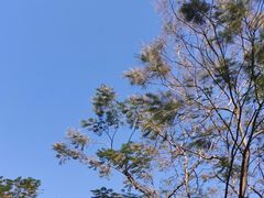 -滴水岩森林公园