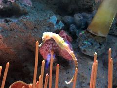 -暹罗海洋世界