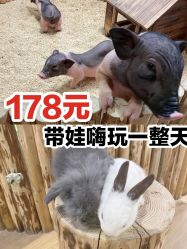 -七巧国萌宠乐园(龙湖天街店)