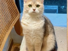 -猫小主咖啡·猫咖cat cafe(福田店)