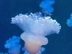 -海合安天津极地海洋公园