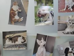 -爱妮康宠物医院·干细胞免疫细胞·肿瘤·心脏(张江店)