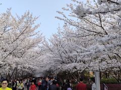 -高东镇樱花园