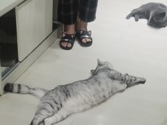 -猫亿天猫咖