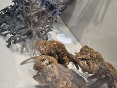 -广东中医药博物馆