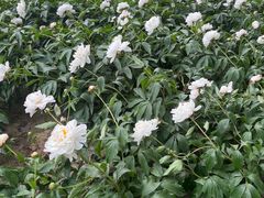 -仁和公园(顺义区)
