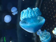 -芜湖新华联大白鲸海洋公园