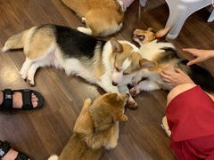 -柯斗斗主题餐厅·狗咖·围炉煮茶·茶饮(国瑞升平里店)