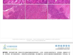 -中农大我爱我爱动物医院·核磁CT·猫病·24小时夜诊中心(石佛营店)
