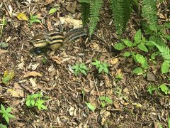 -五营红松林海景区