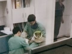 -派美特宠物医院·核磁CT·骨科肿瘤·疑难转诊(沈农禾丰店)