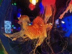 -太平洋海底世界