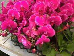 -亭亭鲜花店(中山北路店)