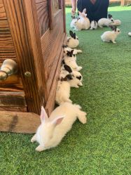 -萌宠亲子动物乐园(槐房万达店)