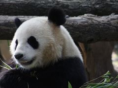 -都江堰中华大熊猫苑