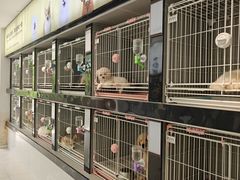 -翊宠yipet猫狗购宠庄园