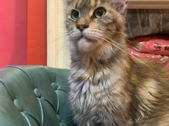 -猫色咖啡·猫咖