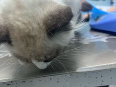 -纳吉亚猫专科动物诊疗中心(蒋宅口分院)