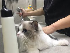 -Double Rui宠物酒店