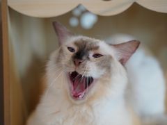 -喵zoo家庭繁育猫舍(尖东智能花园店)