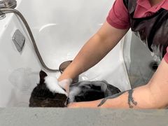 -爱洗澡的猫(望京店)