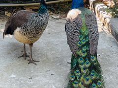 -瑞丽独树成林风景区