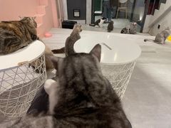 -猫儿山۰猫主题餐厅