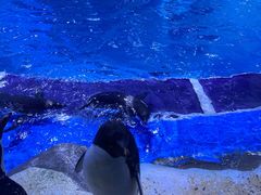 -上海海昌海洋公园
