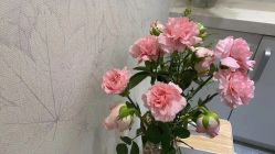 -梵茜儿·头道汤养生馆