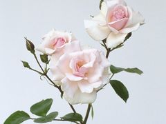 -澳门豆捞(孙塘北路店)