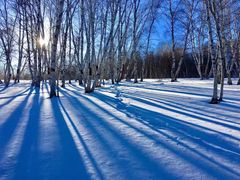 -乌兰布统景区-白桦林