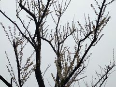 -国际非物质文化遗产博览园
