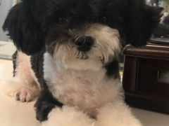 -读宠于你·约克夏比熊·睫角守宫·爬宠售卖(高新店)