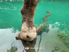 -小七孔景区-六十八级跌水瀑布