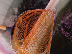 -金海椒罐罐鲢鱼(东方桂苑店)