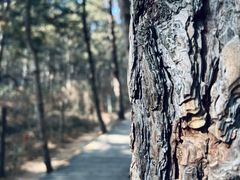 -帽儿山国家森林公园