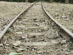 -合肥滨湖国家森林公园