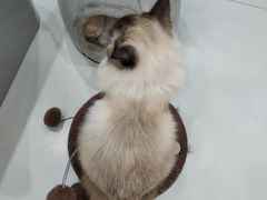 -糯米喵星人·撸猫猫舍咖啡馆(西市场嘉华店)