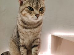-猫儿山۰猫主题餐厅