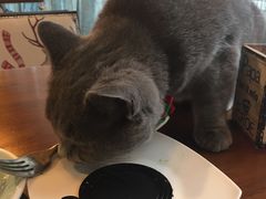 -共舞时光猫咖·狗咖(新街口店)