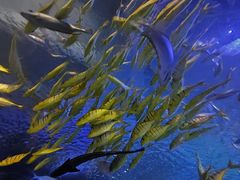 -太平洋海底世界