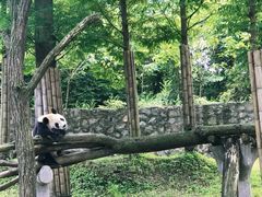 -都江堰中华大熊猫苑