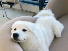 -怪兽屋·羊驼·猫咖·狗咖(俊华广场店)