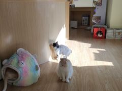 -猫和宫(六道口店)