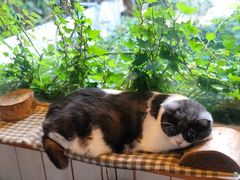 -海边的猫和咖啡馆