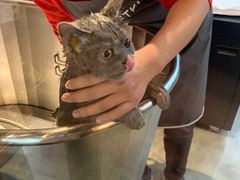 -PETKIT小佩宠物·低压洗护(国顺东路店)