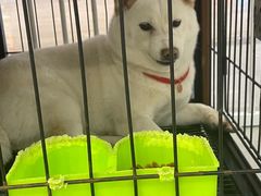 -柴犬小屋·柴餐厅·狗咖食堂(金鼎广场店)