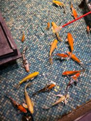 -酷嗒动物文化乐园(cutezoo西溪乐天城店)