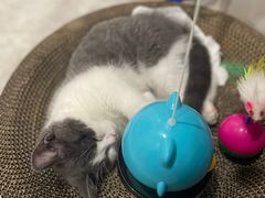 -lincat·猫舍(广州店)