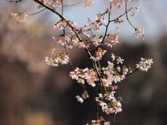 -上海辰山植物园